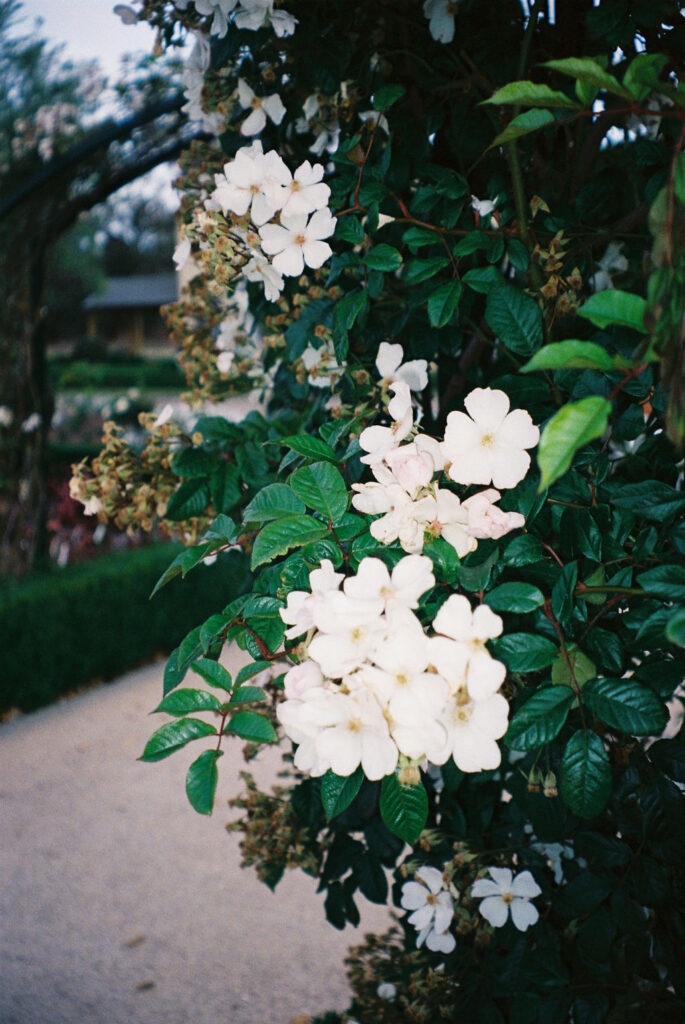 Emma Hawkins Sunnyside Estate 35mm Film Wedding Photography
