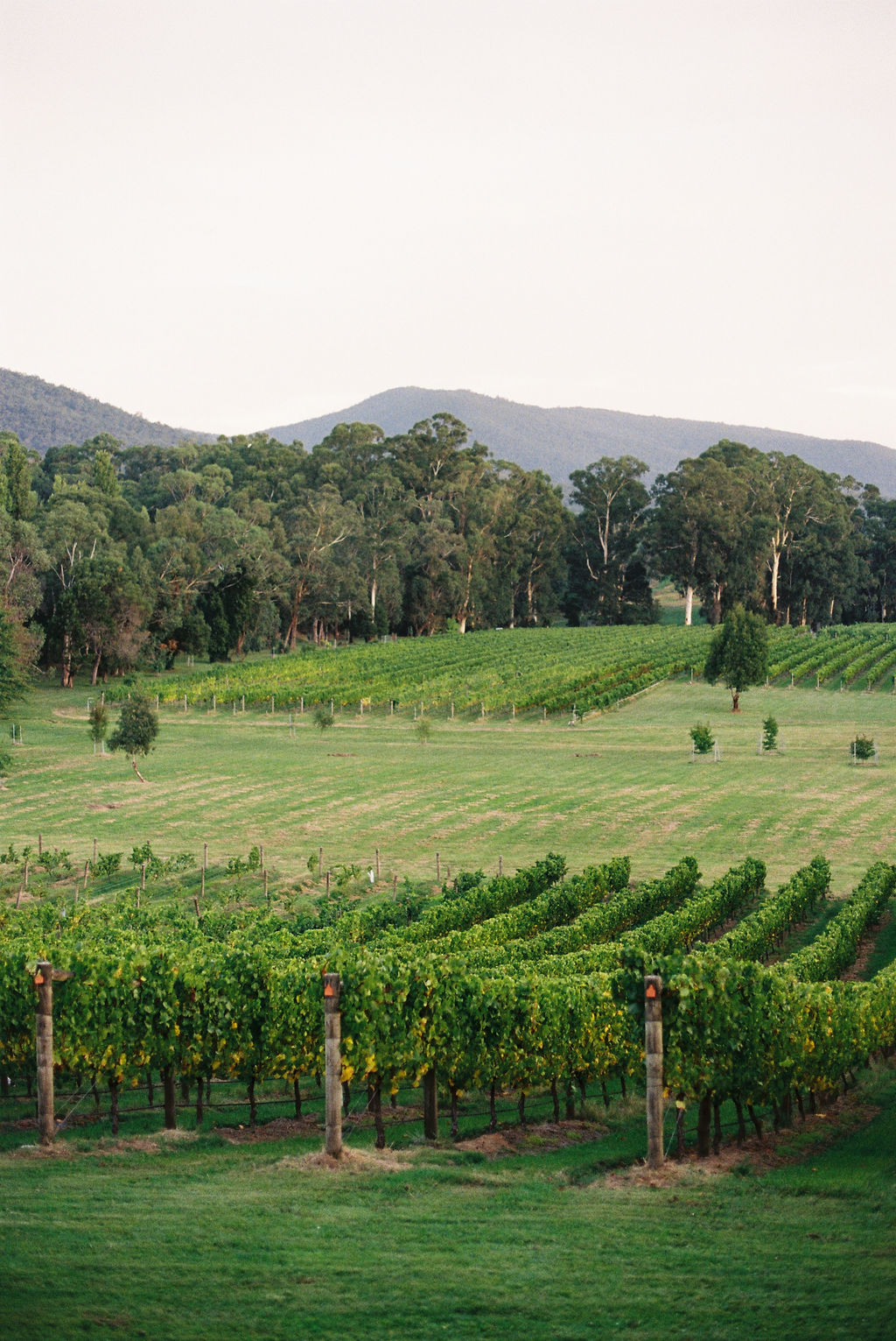 Emma Hawkins Boat O’Craigo Yarra Valley Wedding Photographer